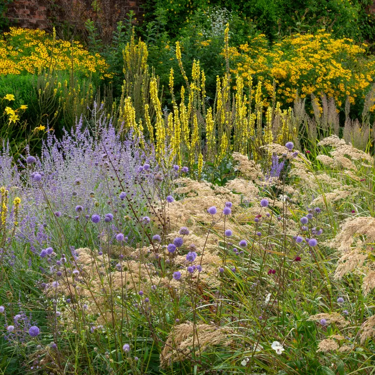 Птичий рай: какие растения посадить у купальни для пернатых?