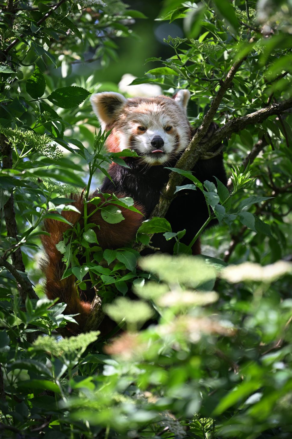 Nikon Z8 – обзор флагманской гибридной камеры картинка Nikon Z8-6