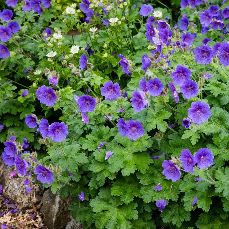 Какие многолетники обрезать в августе, чтобы сад цвел до самых заморозков?