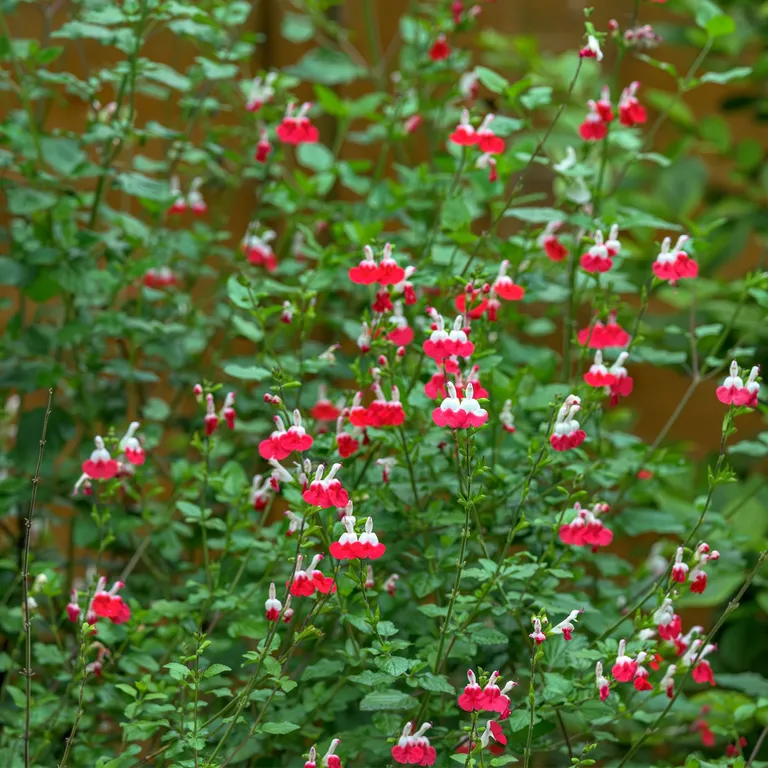Какие многолетники обрезать в августе, чтобы сад цвел до самых заморозков?