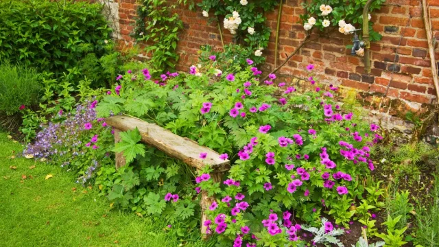 Какие многолетники обрезать в августе, чтобы сад цвел до самых заморозков?