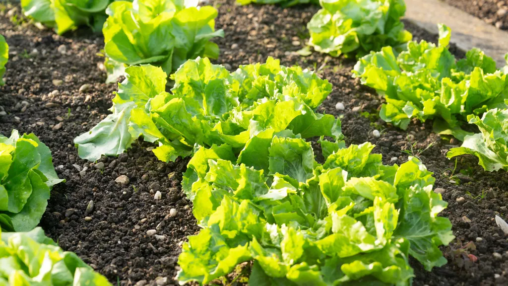 Августовские посевы: какие салаты дадут урожай осенью?