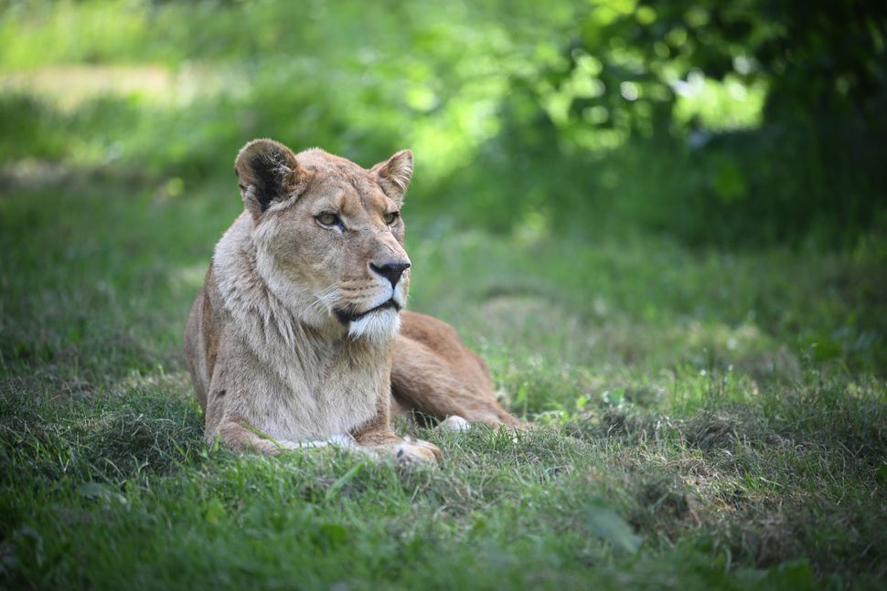 Nikon Z8 – обзор флагманской гибридной камеры картинка Nikon Z8-7