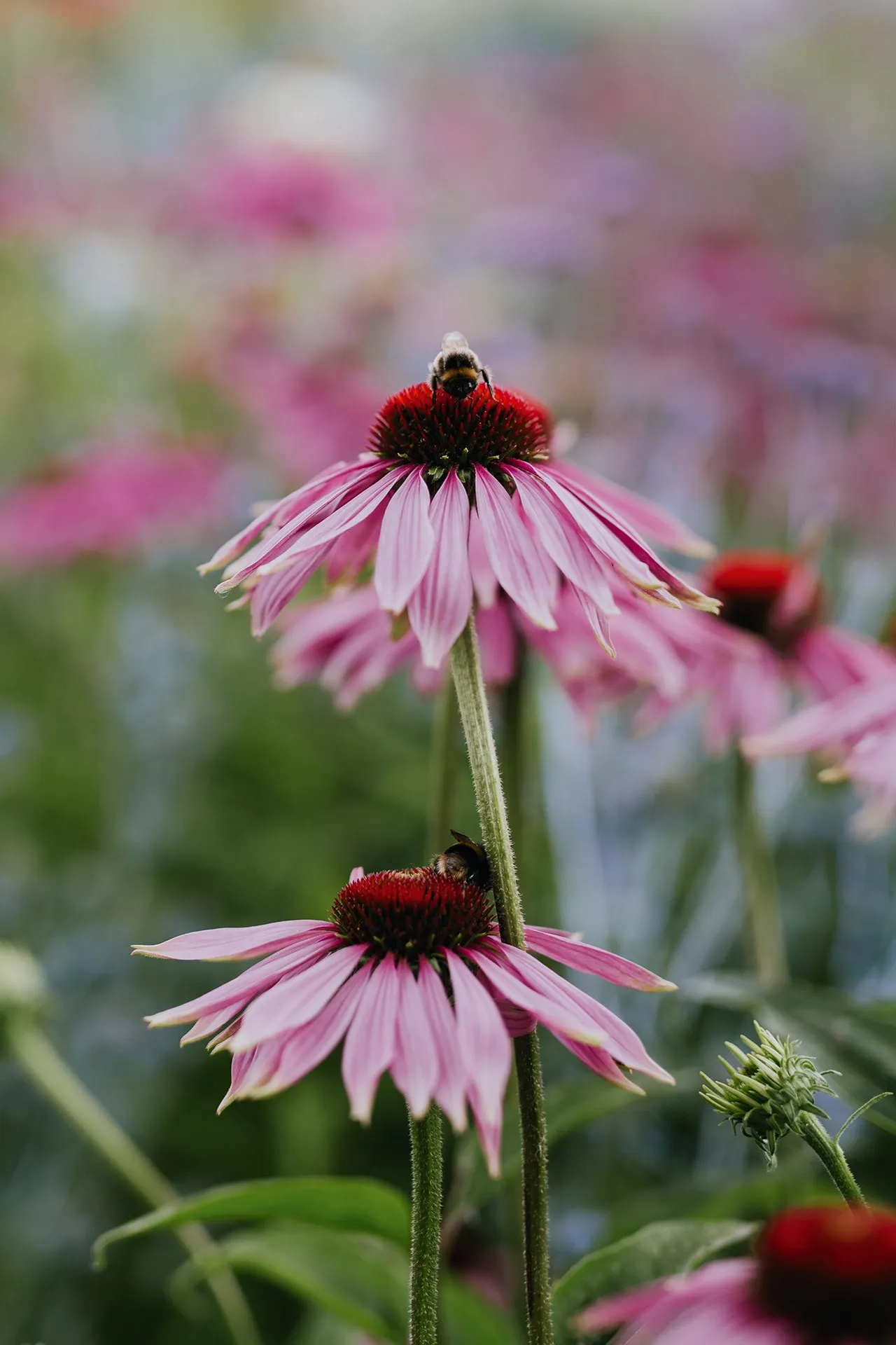 Дешевые идеи для сада: как растянуть ваш бюджет на садоводство и получить максимум