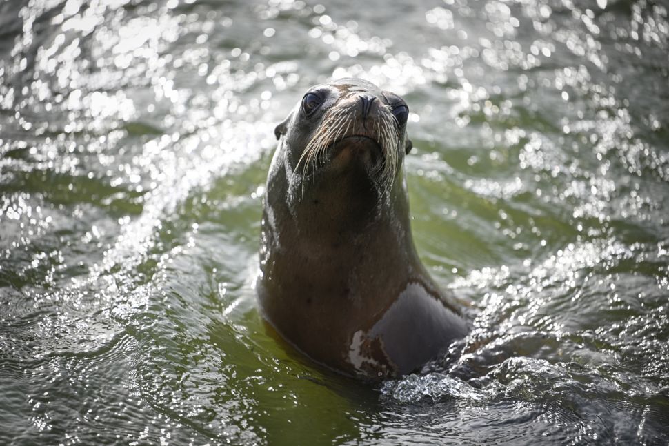 Nikon Z8 – обзор флагманской гибридной камеры картинка Nikon Z8-8