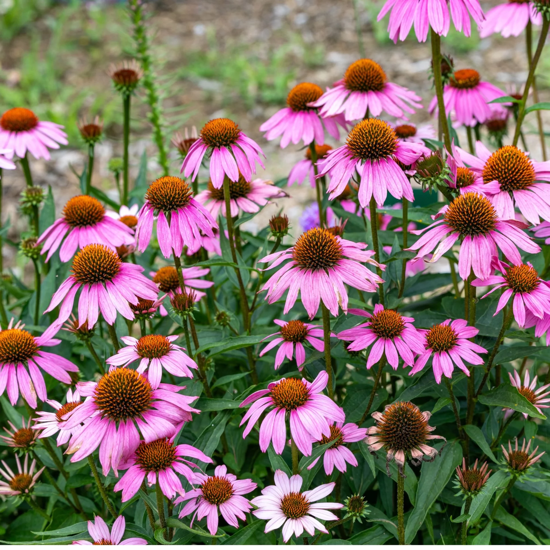 Продлите лето: 8 великолепных многолетников, которые нужно посадить в августе для ослепительного осеннего сада!