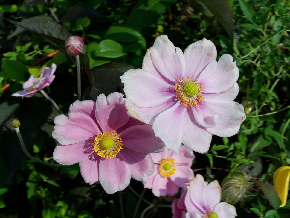 AgfaPhoto Realishot C130