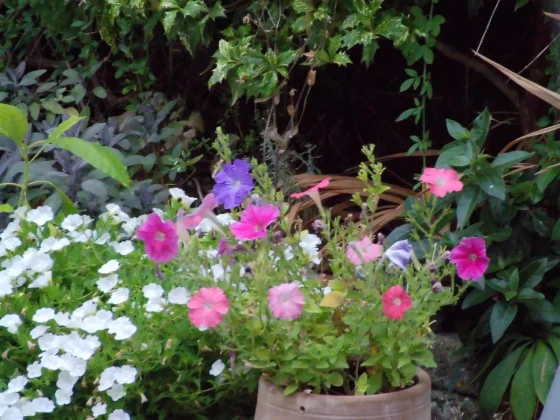 Обзор AgfaPhoto Realishot C130: компактный дизайн, широкие возможности фото