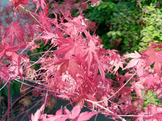 Обзор AgfaPhoto Realishot C130: компактный дизайн, широкие возможности фото