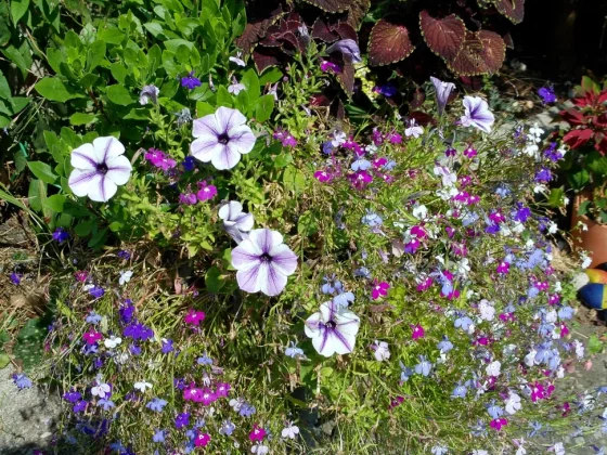 Обзор AgfaPhoto Realishot C130: компактный дизайн, широкие возможности фото