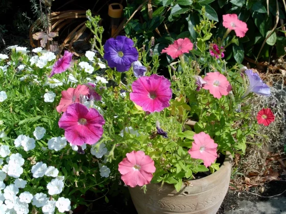 Обзор AgfaPhoto Realishot C130: компактный дизайн, широкие возможности фото