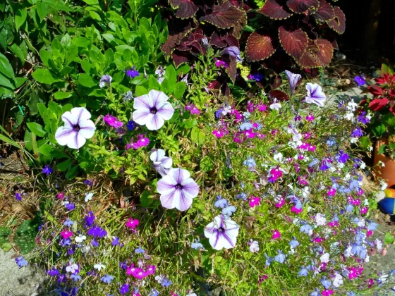 Обзор AgfaPhoto Realishot C130: компактный дизайн, широкие возможности фото