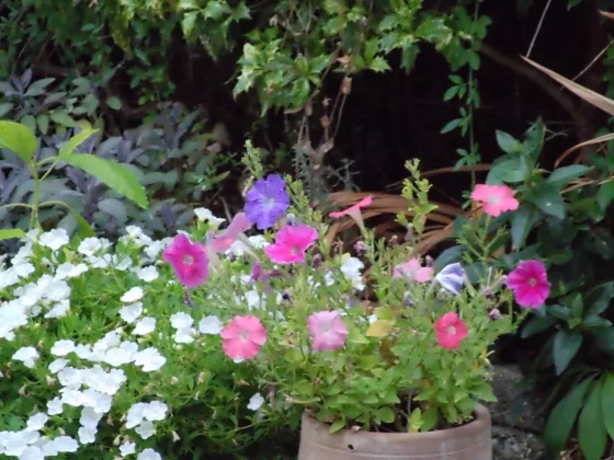 Обзор AgfaPhoto Realishot C130: компактный дизайн, широкие возможности фото