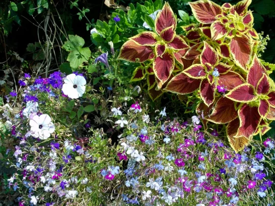 Обзор AgfaPhoto Realishot C130: компактный дизайн, широкие возможности фото