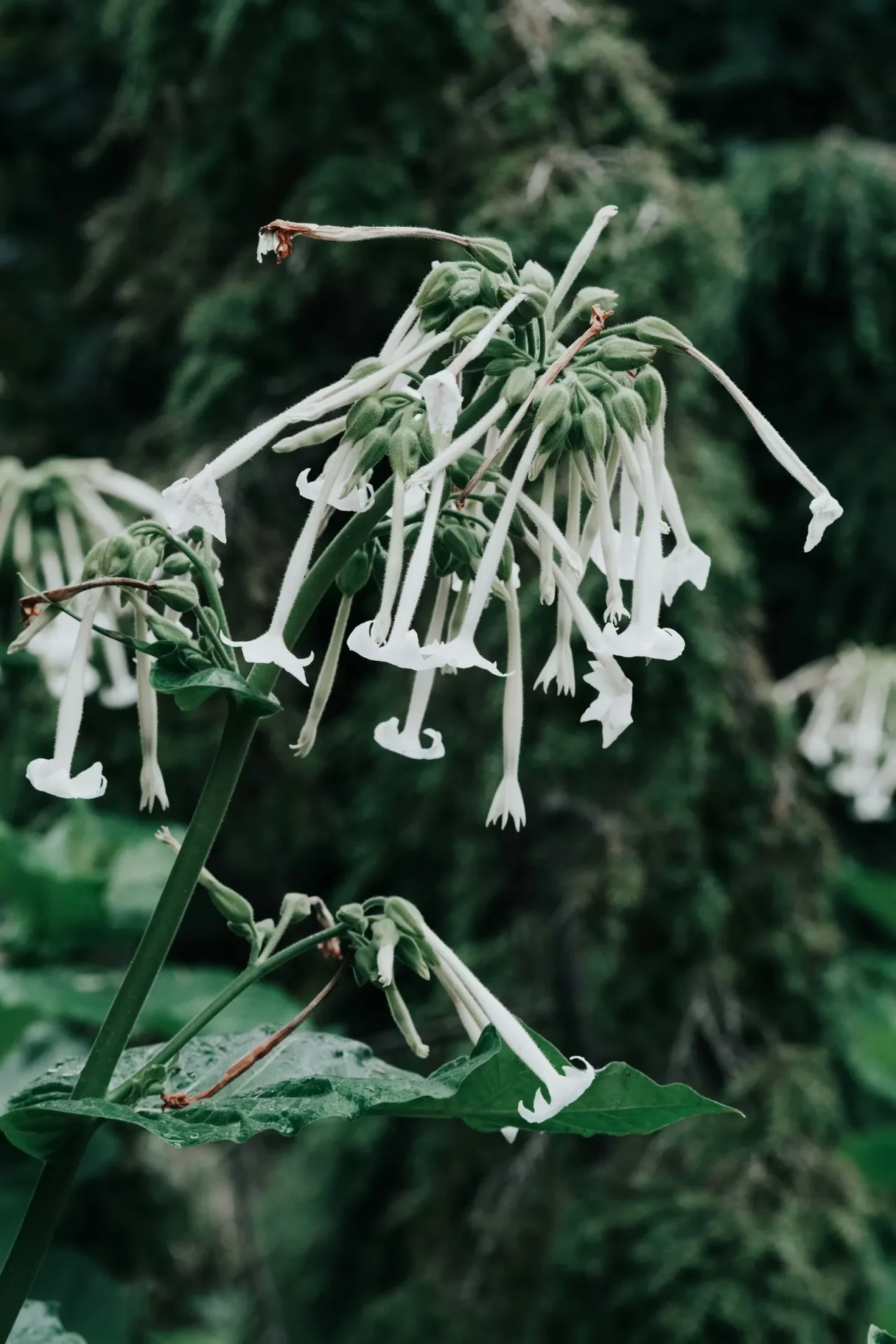 Лунный сад: лучшие цветы для вечернего очарования