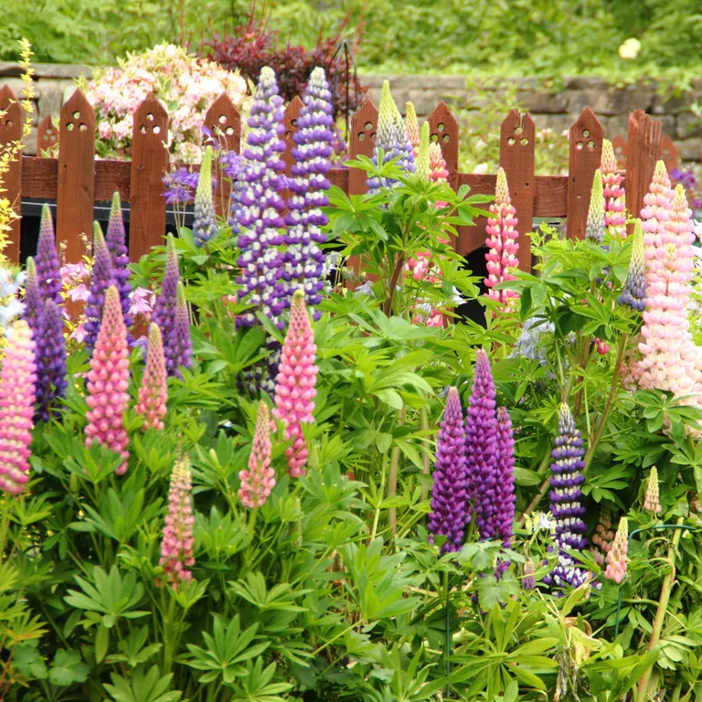 Какие многолетники обрезать в августе, чтобы сад цвел до самых заморозков?