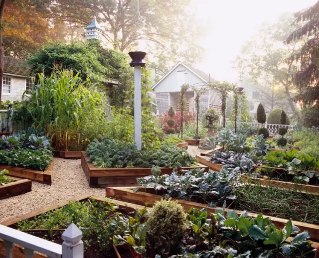 6 овощей, которые нужно собирать чаще, чтобы увеличить урожай