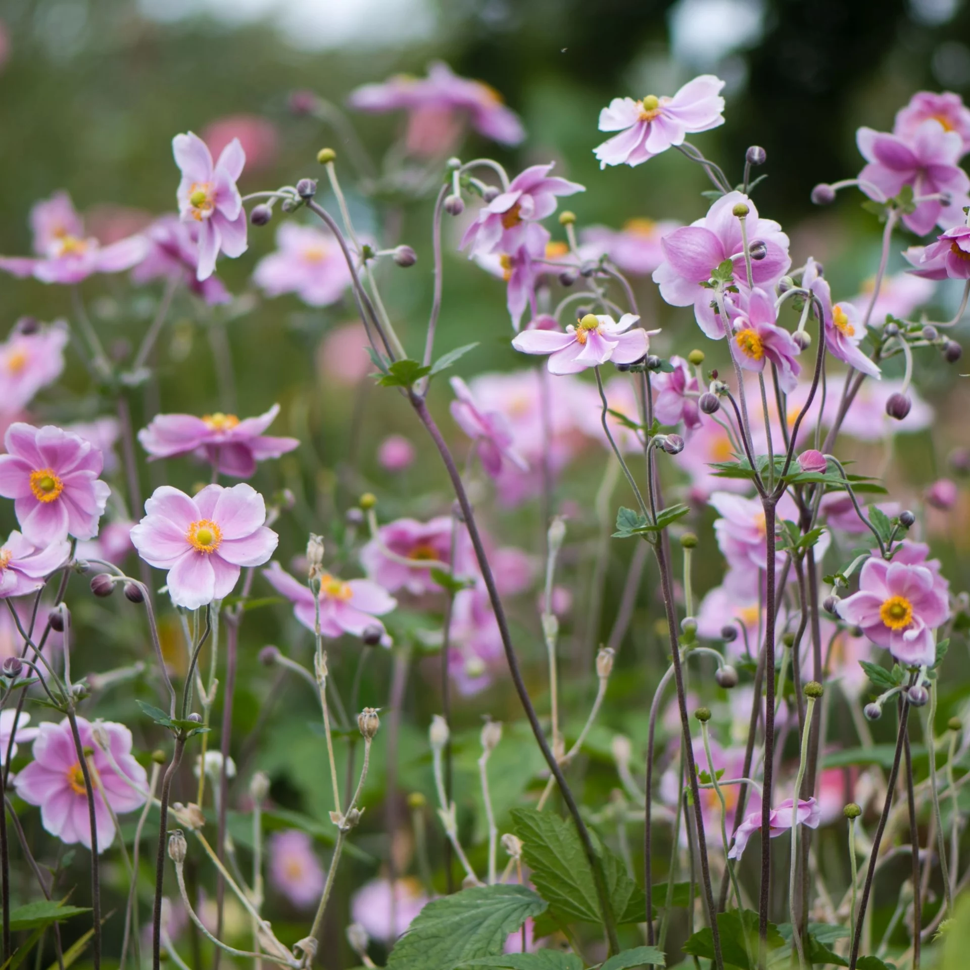 Продлите лето: 8 великолепных многолетников, которые нужно посадить в августе для ослепительного осеннего сада!