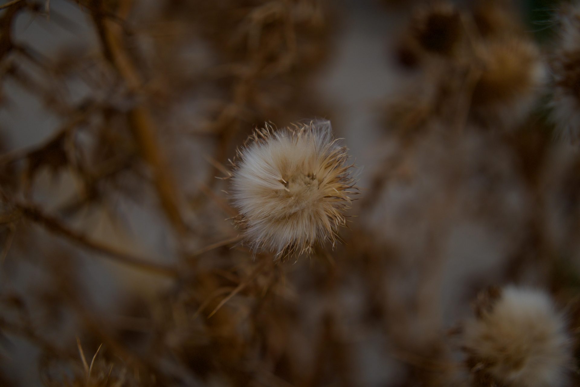 Sigma, Sigma BF! Sigma BF! Sigma BF!