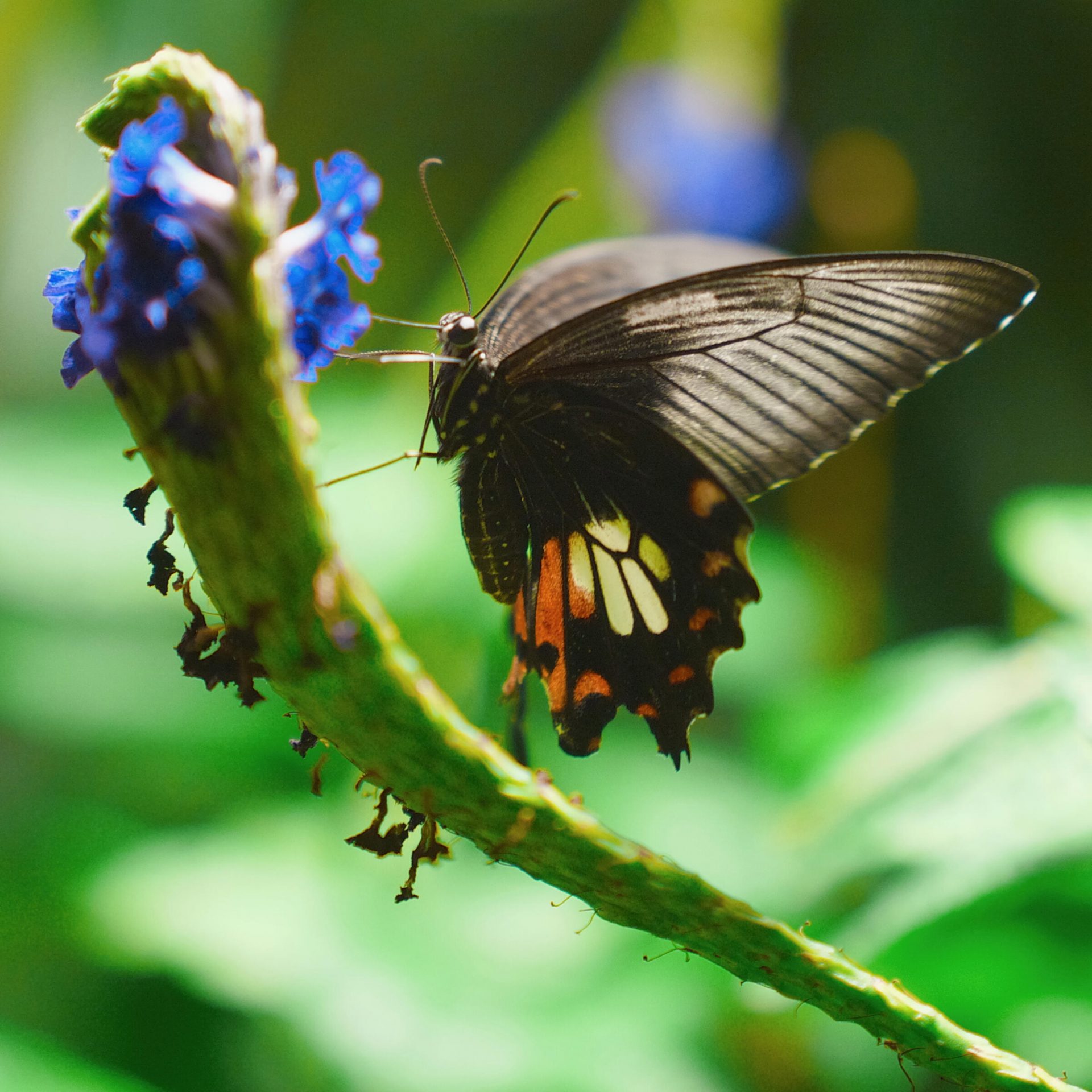 Sigma, Sigma BF! Sigma BF! Sigma BF!