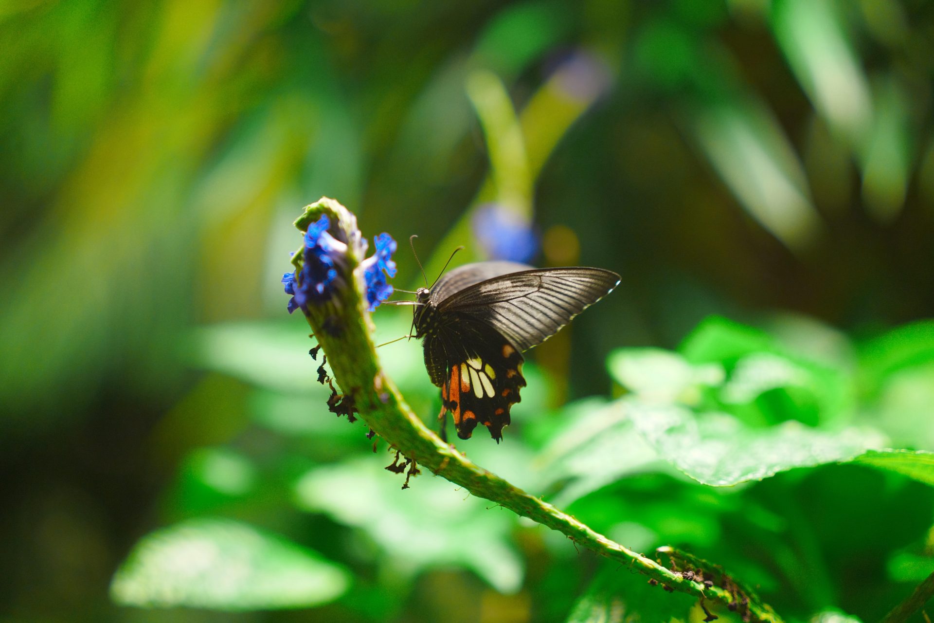 Sigma, Sigma BF! Sigma BF! Sigma BF!