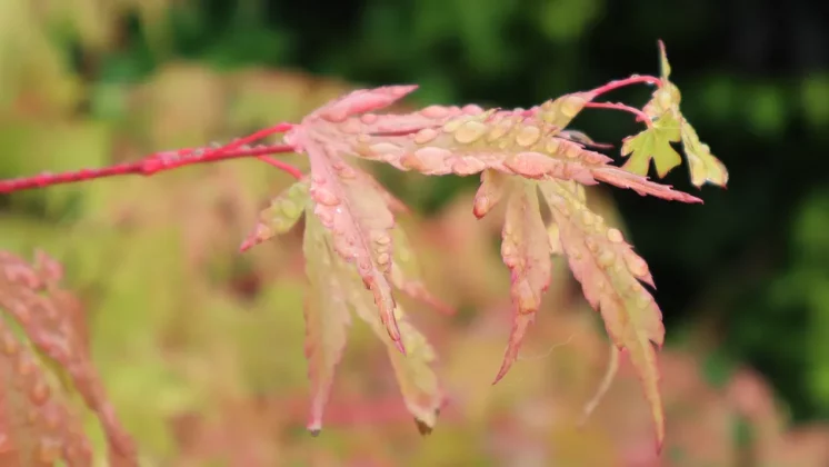 Обзор Canon EOS R100: компактный, лёгкий и недорогой фото