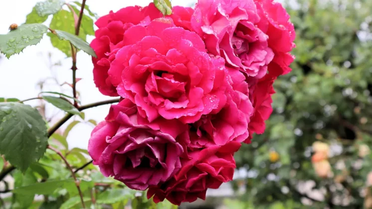 Обзор Canon EOS R100: компактный, лёгкий и недорогой фото