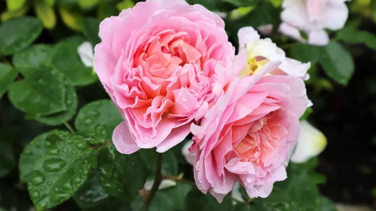 Обзор Canon EOS R100: компактный, лёгкий и недорогой фото