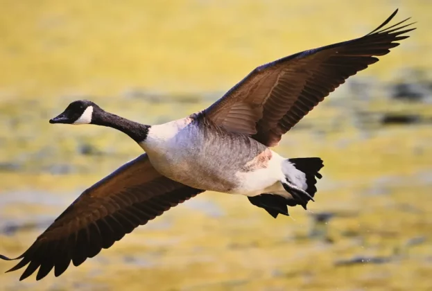 Обзор Canon PIXMA PRO-200S: король широкоформатной глянцевой печати фото