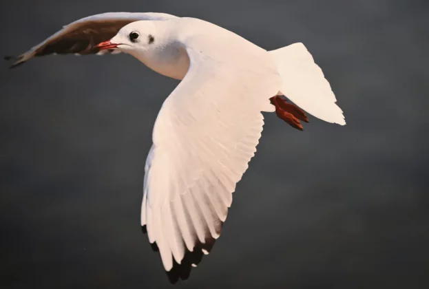 Обзор Canon PIXMA PRO-200S: король широкоформатной глянцевой печати фото