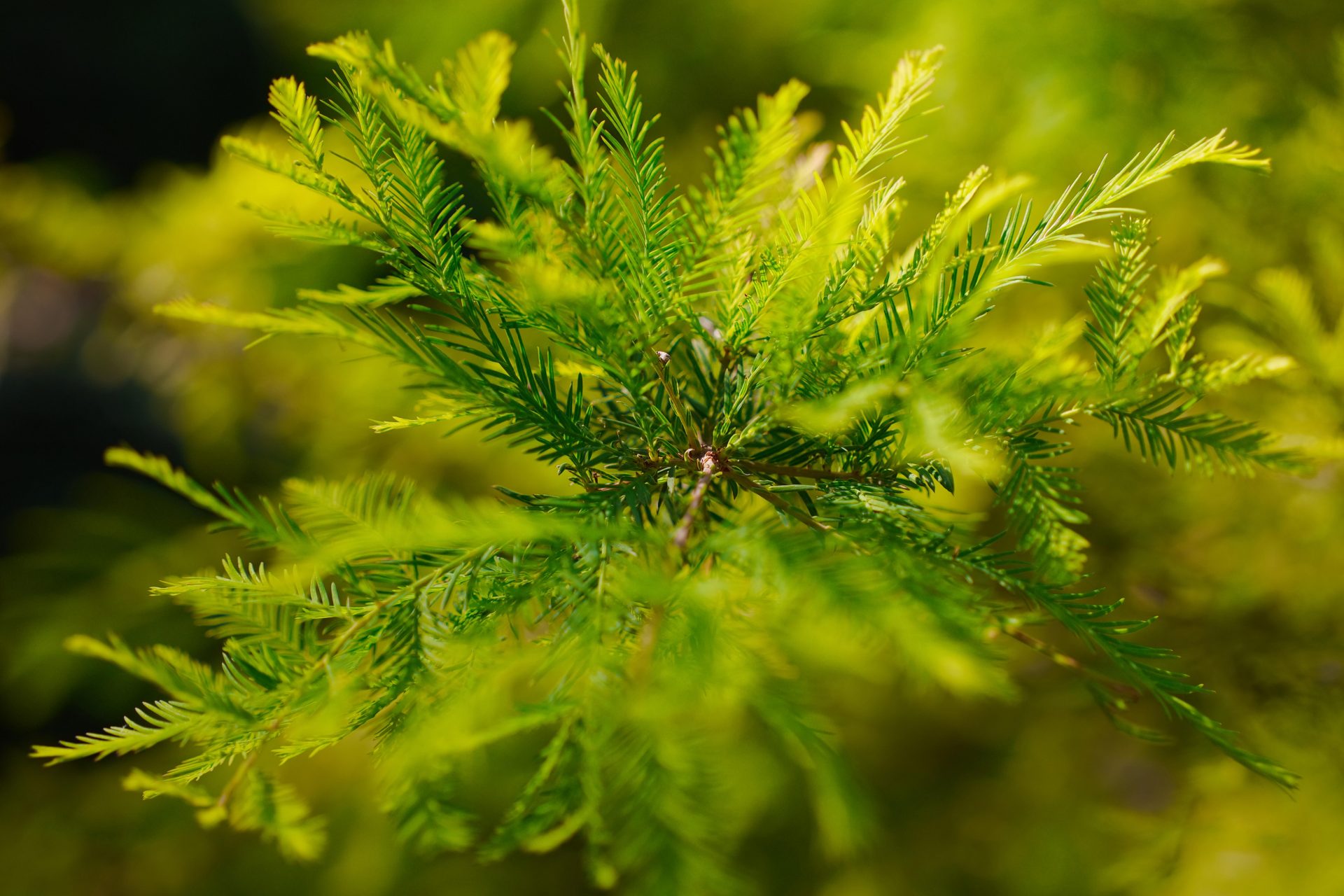 Sigma, Sigma BF! Sigma BF! Sigma BF!