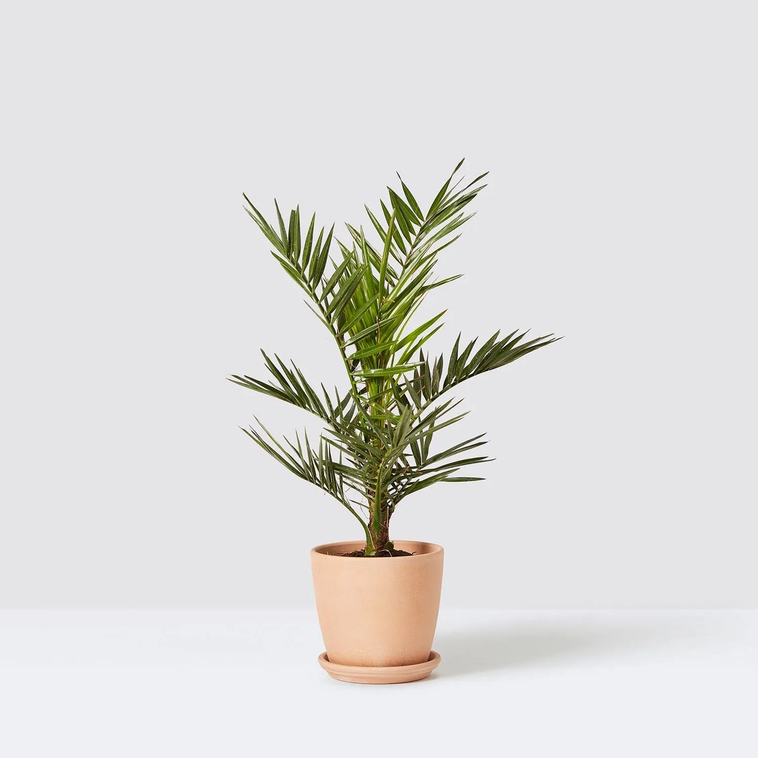 Счастливые и несчастливые растения: полный гид