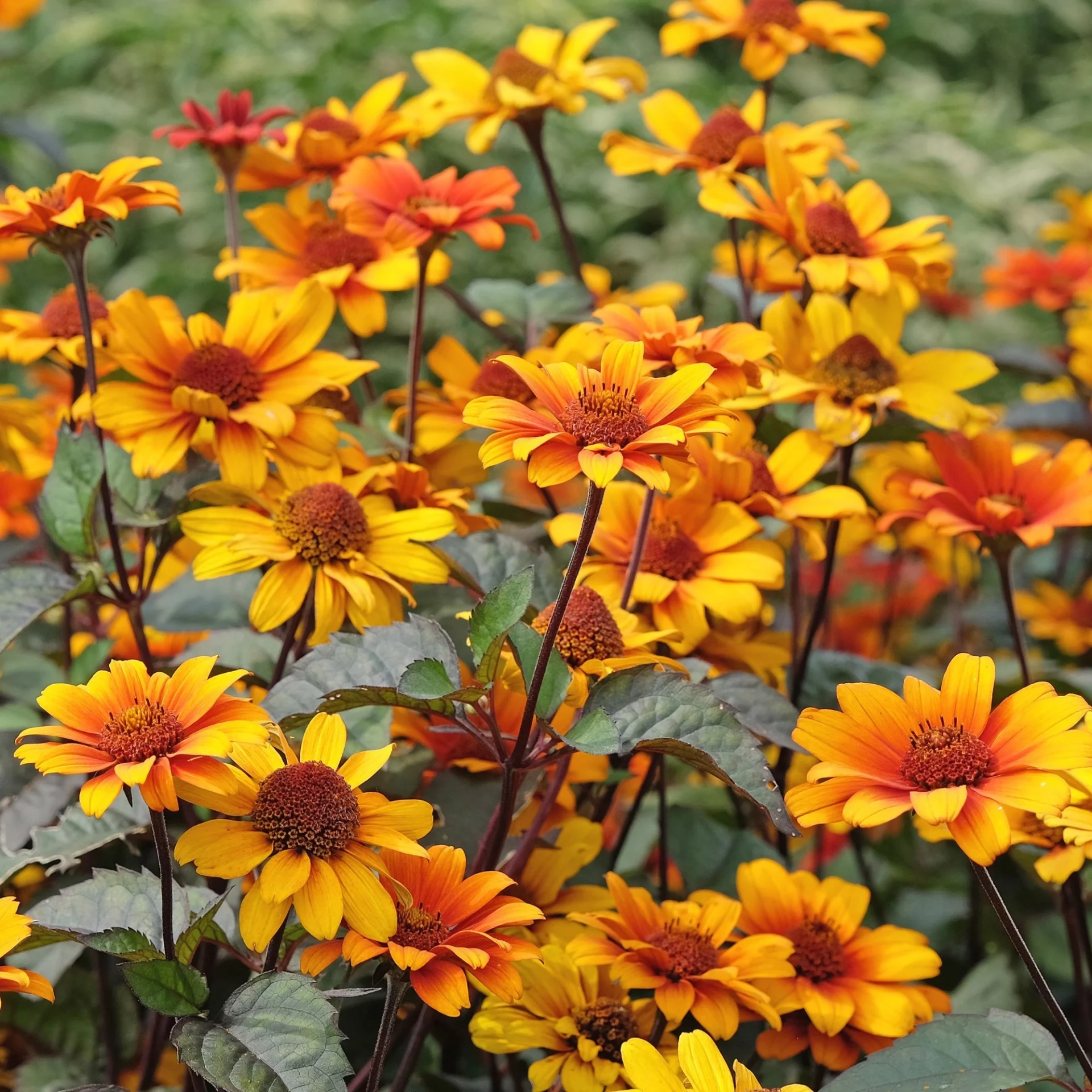 Продлите лето: 8 великолепных многолетников, которые нужно посадить в августе для ослепительного осеннего сада!