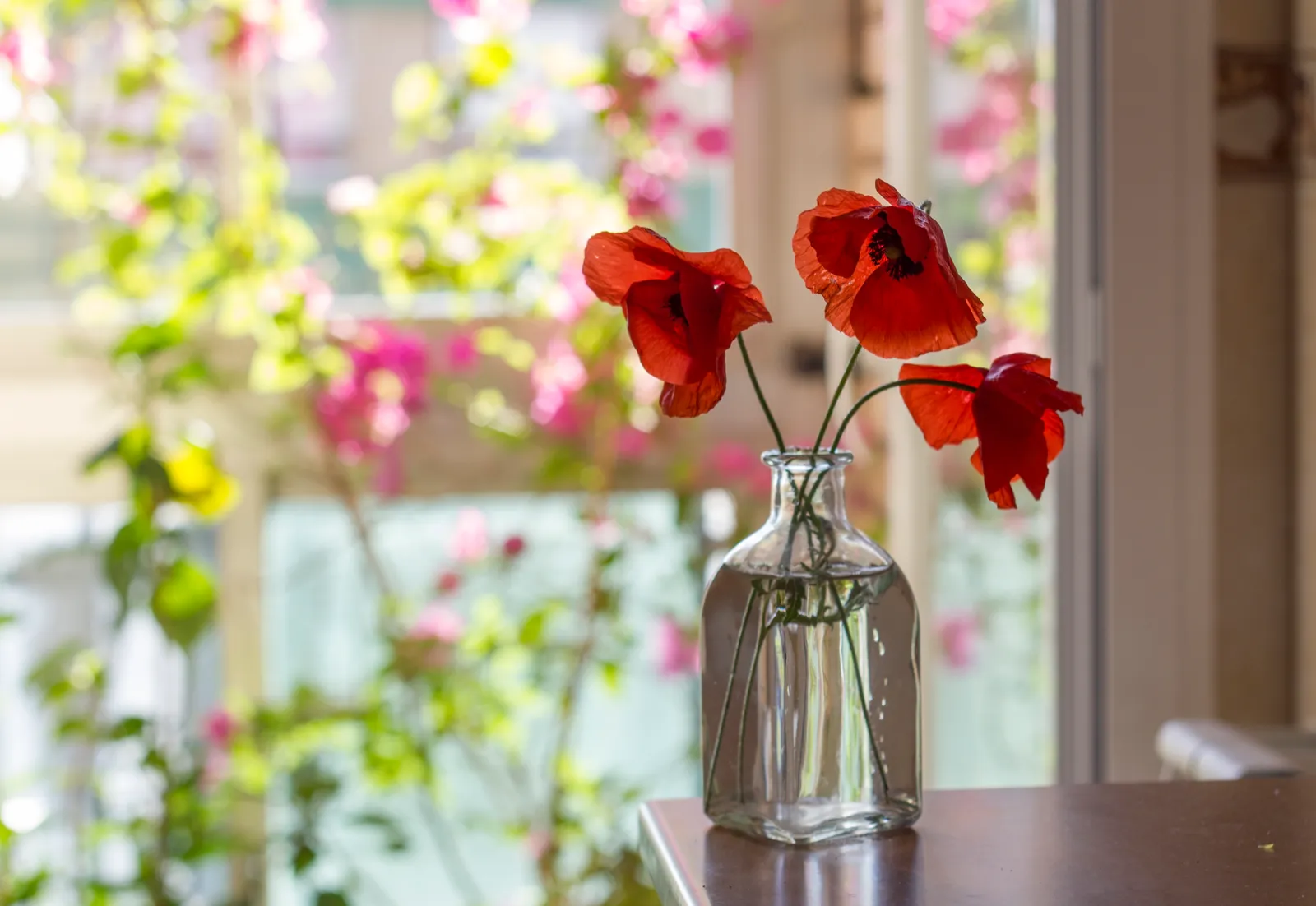 Счастливые и несчастливые растения: полный гид