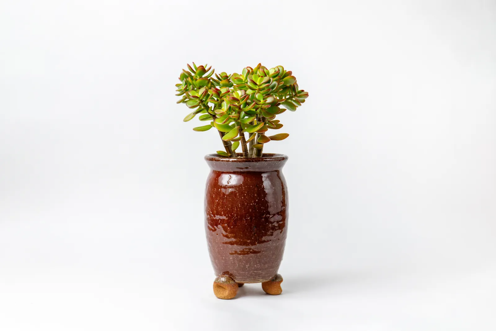 Счастливые и несчастливые растения: полный гид