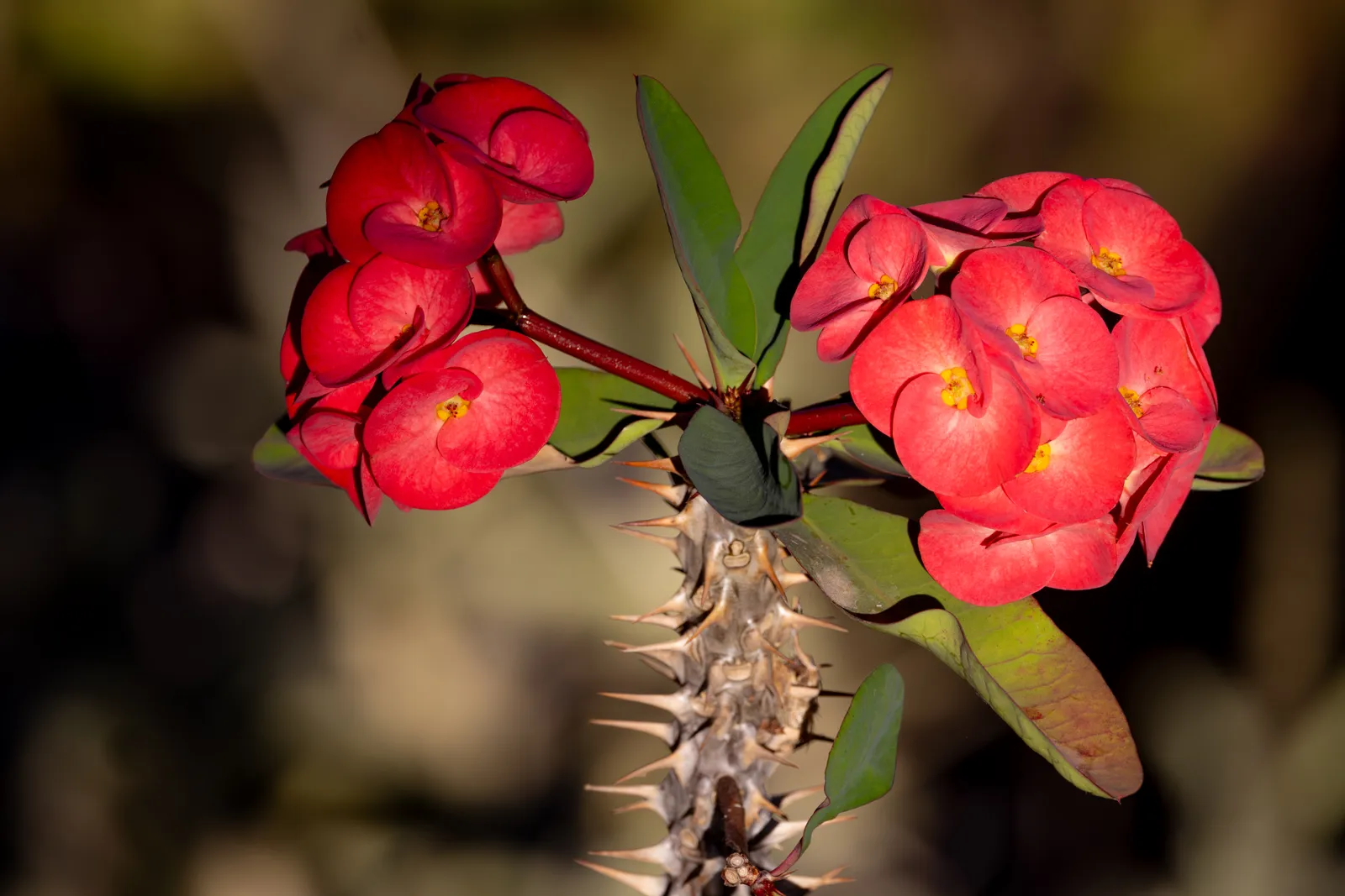 Счастливые и несчастливые растения: полный гид