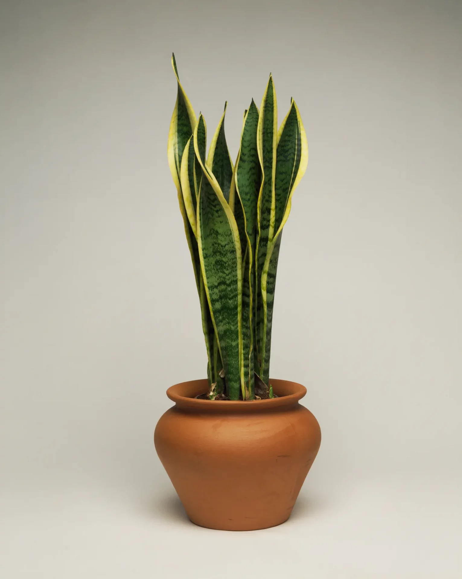 Счастливые и несчастливые растения: полный гид