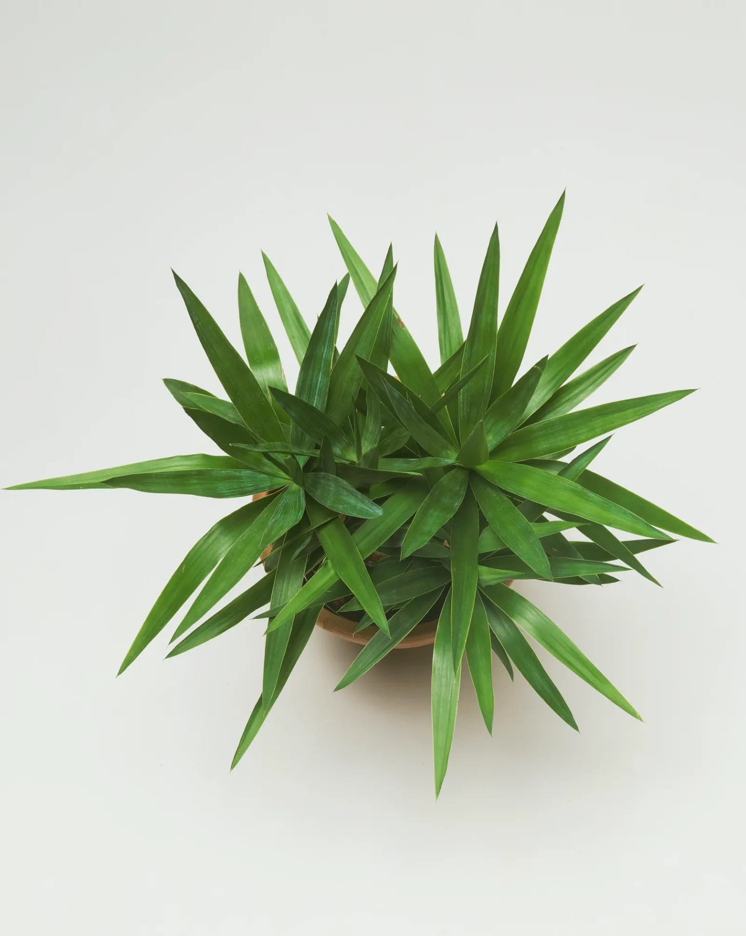 Счастливые и несчастливые растения: полный гид