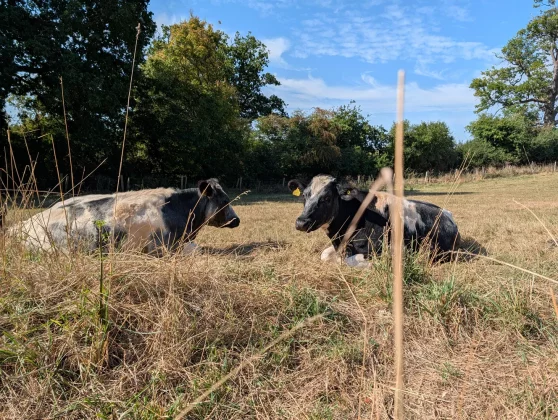 Google Pixel 10 Pro XL