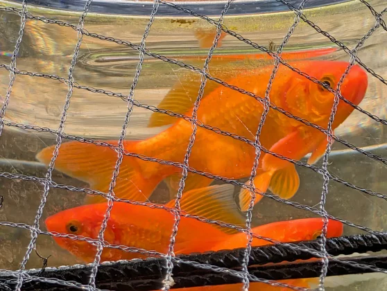 Google Pixel 10 Pro XL