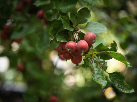 Обзор Hasselblad X2D II 100C: фотомонстр в свитере Armani фото