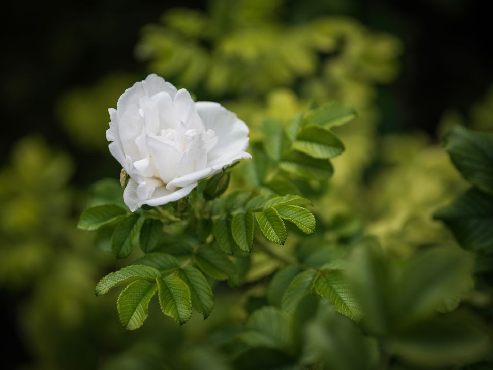 Обзор Hasselblad X2D II 100C: фотомонстр в свитере Armani картинка Hasselblad X2D II 100C