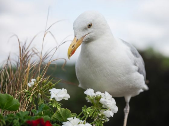Обзор Hasselblad X2D II 100C: фотомонстр в свитере Armani фото