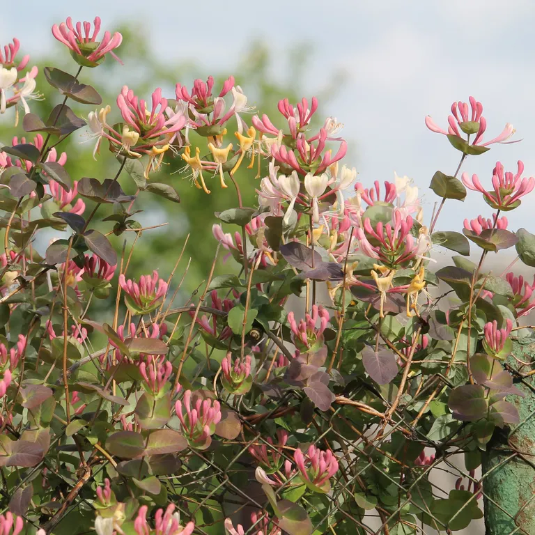 Птичий рай: какие растения посадить у купальни для пернатых?