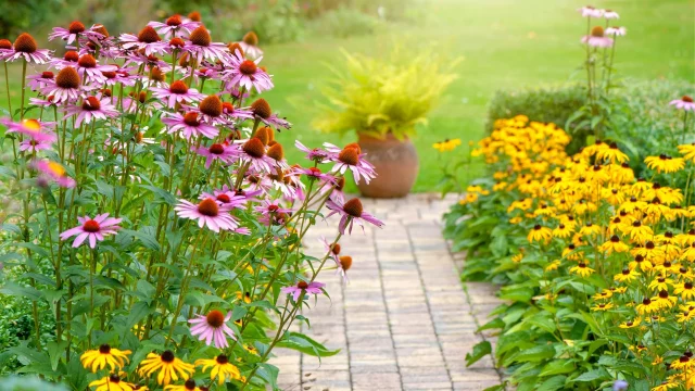 Продлите лето: 8 великолепных многолетников, которые нужно посадить в августе для ослепительного осеннего сада!