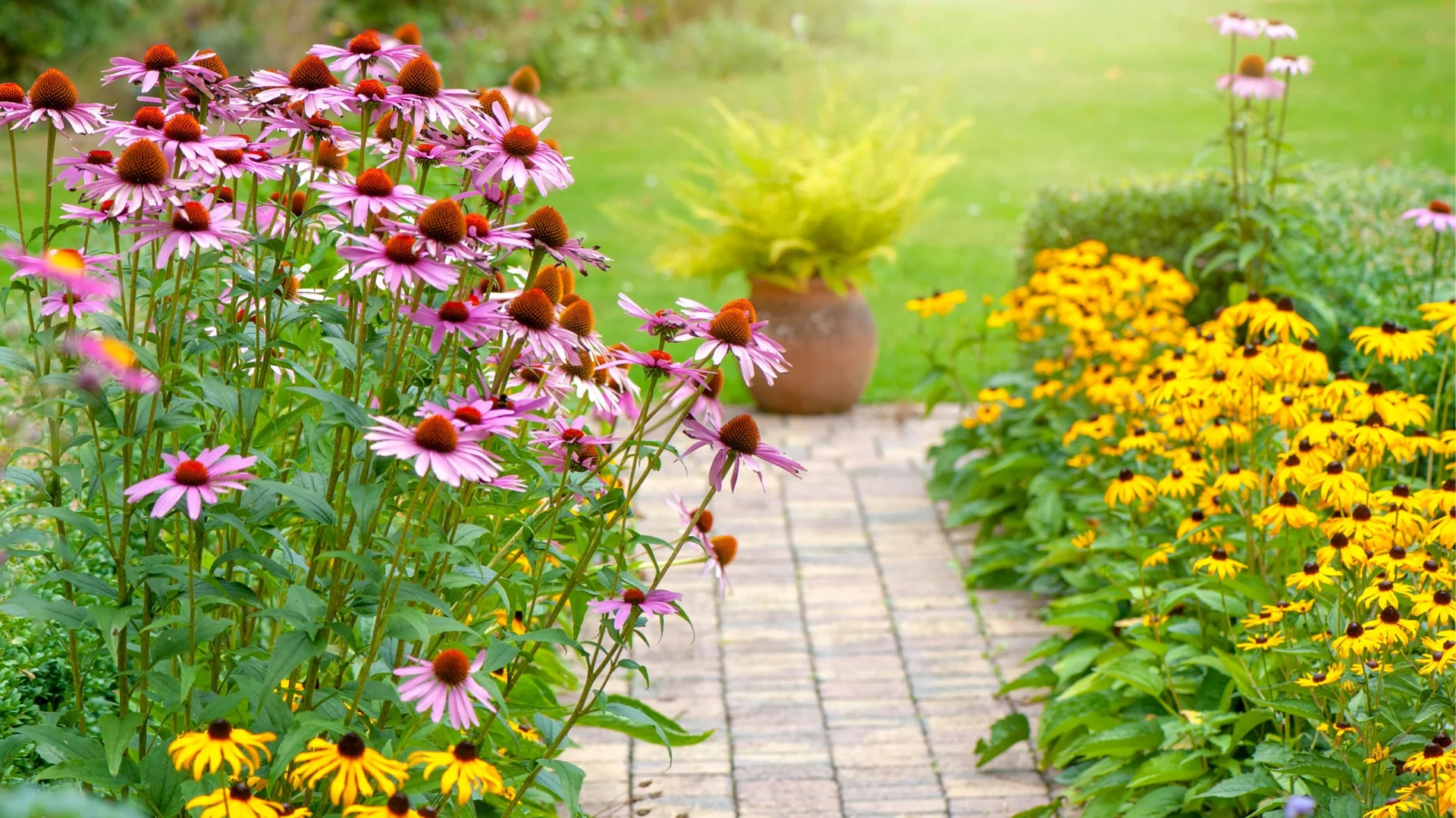 Продлите лето: 8 великолепных многолетников, которые нужно посадить в августе для ослепительного осеннего сада!