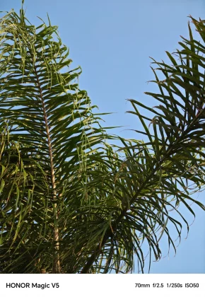 Обзор Honor Magic V5: беги, Samsung, беги фото