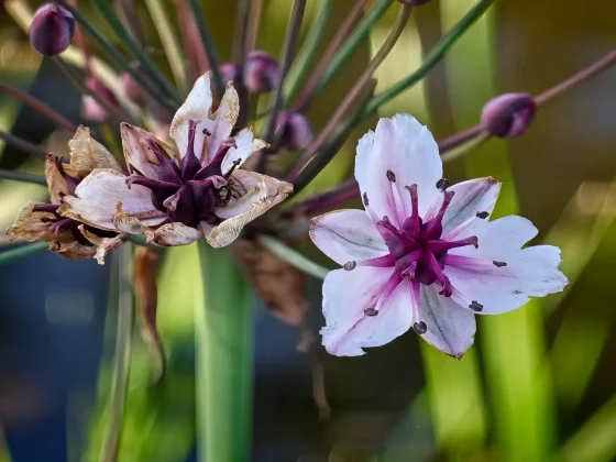 Обзор Huawei Pura 80 Ultra: мировые камеры, но я не могу рекомендовать его фото