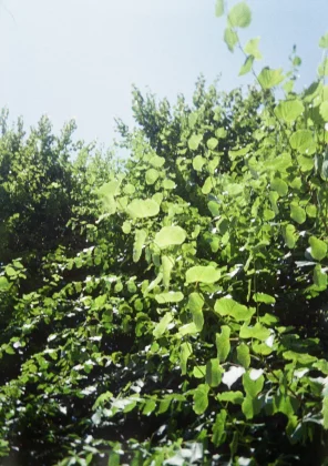 Обзор Kodak Ektar H35: двойная порция снимков на один рулон фото