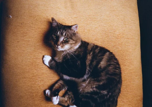 Обзор Kodak Ektar H35: двойная порция снимков на один рулон фото